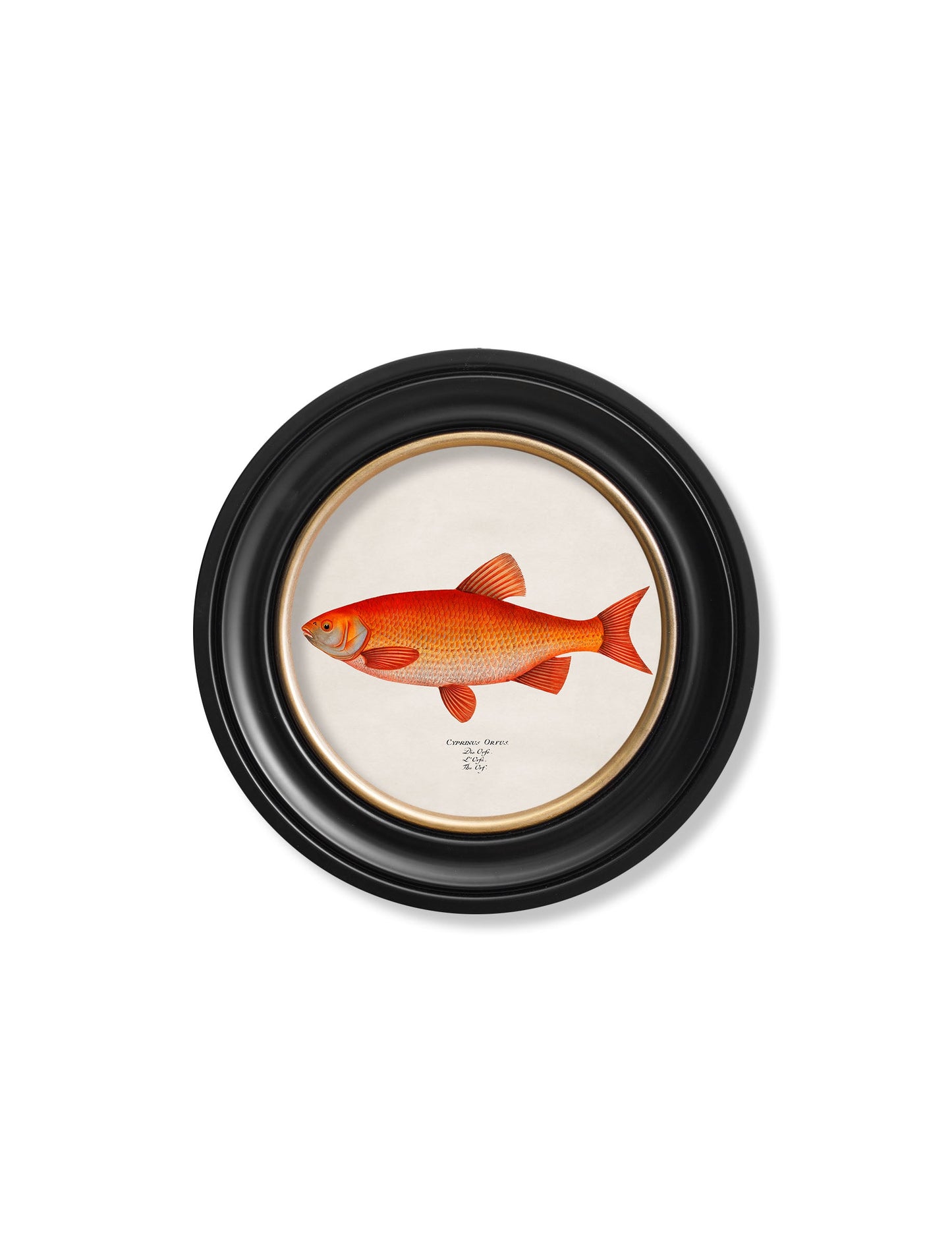 c.1785 Goldfish and Golden Orfe - Round Frame