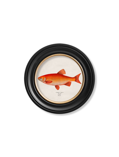 c.1785 Goldfish and Golden Orfe - Round Frame