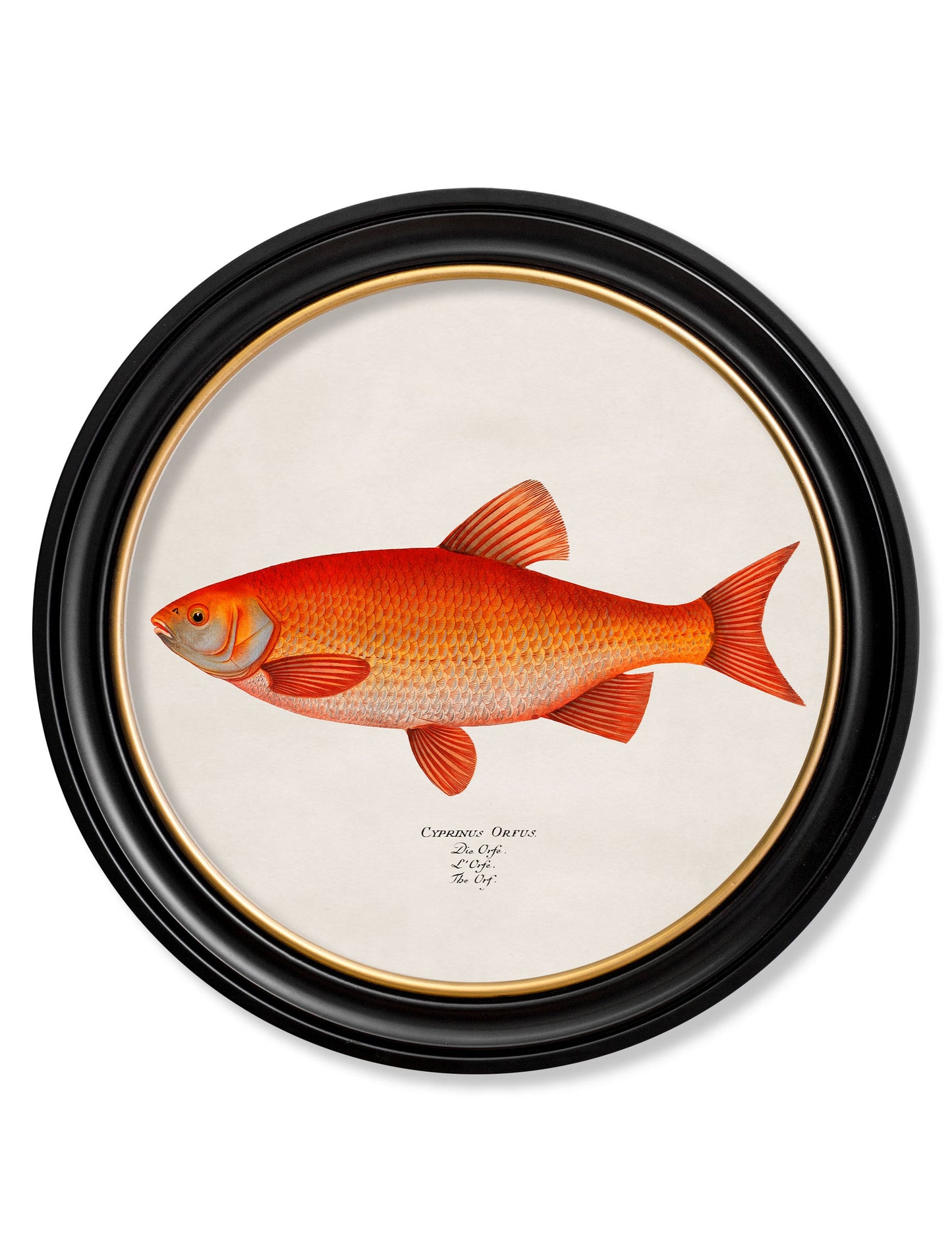 c.1785 Goldfish and Golden Orfe - Round Frame