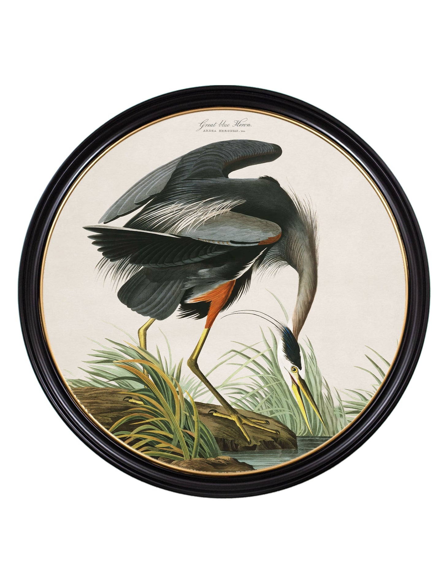 c.1838 Audubon's Great Blue Heron