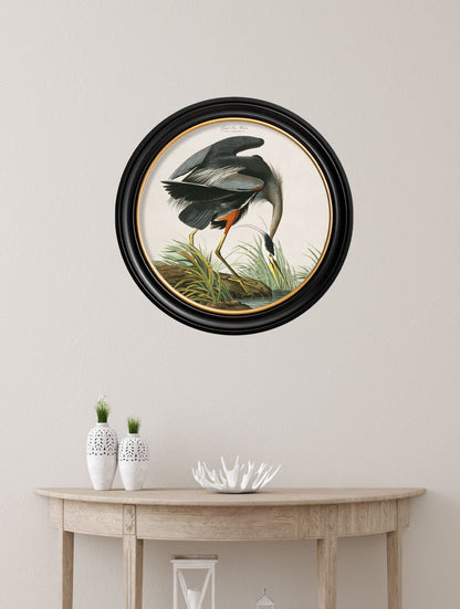 c.1838 Audubon's Great Blue Heron