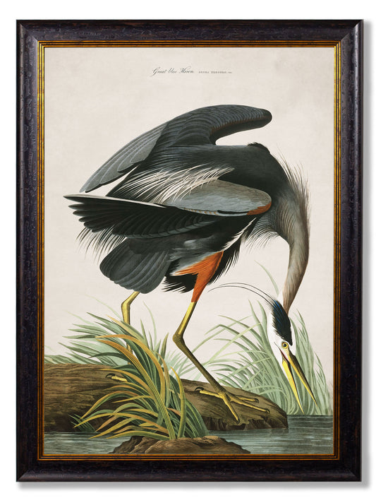 c.1838 Audubon's Great Blue Heron