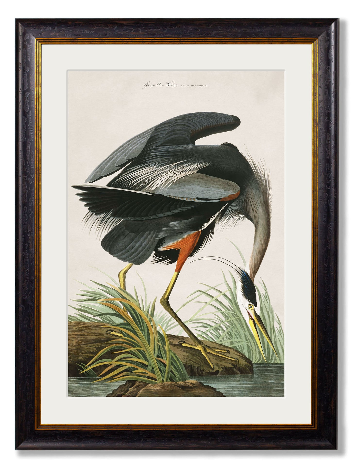 c.1838 Audubon's Great Blue Heron