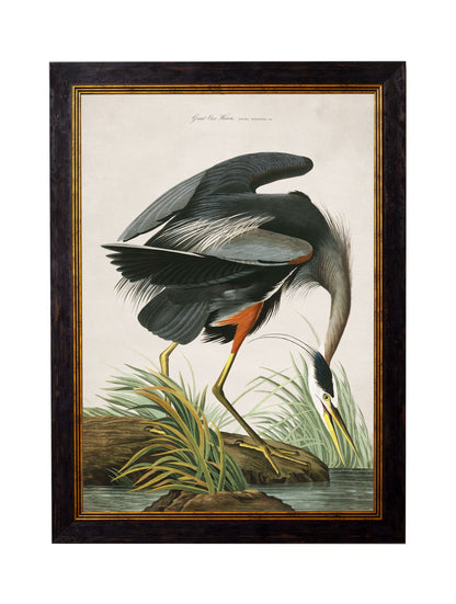 c.1838 Audubon's Great Blue Heron