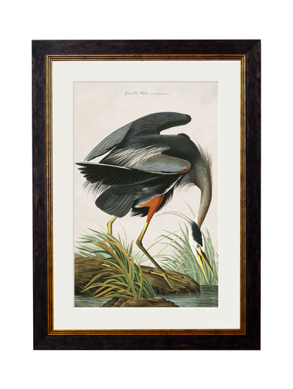 c.1838 Audubon's Great Blue Heron