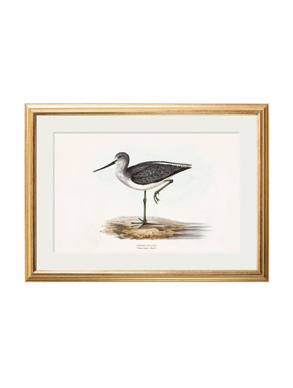 c.1837's British Coastal Birds