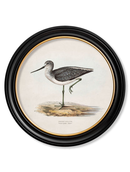 c.1837's British Coastal Birds - Round