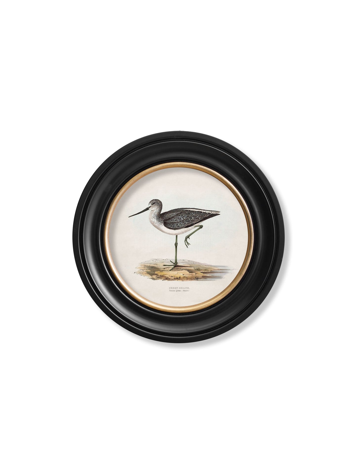 c.1837's British Coastal Birds - Round