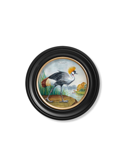 Audubon Style Cranes in Round Frames