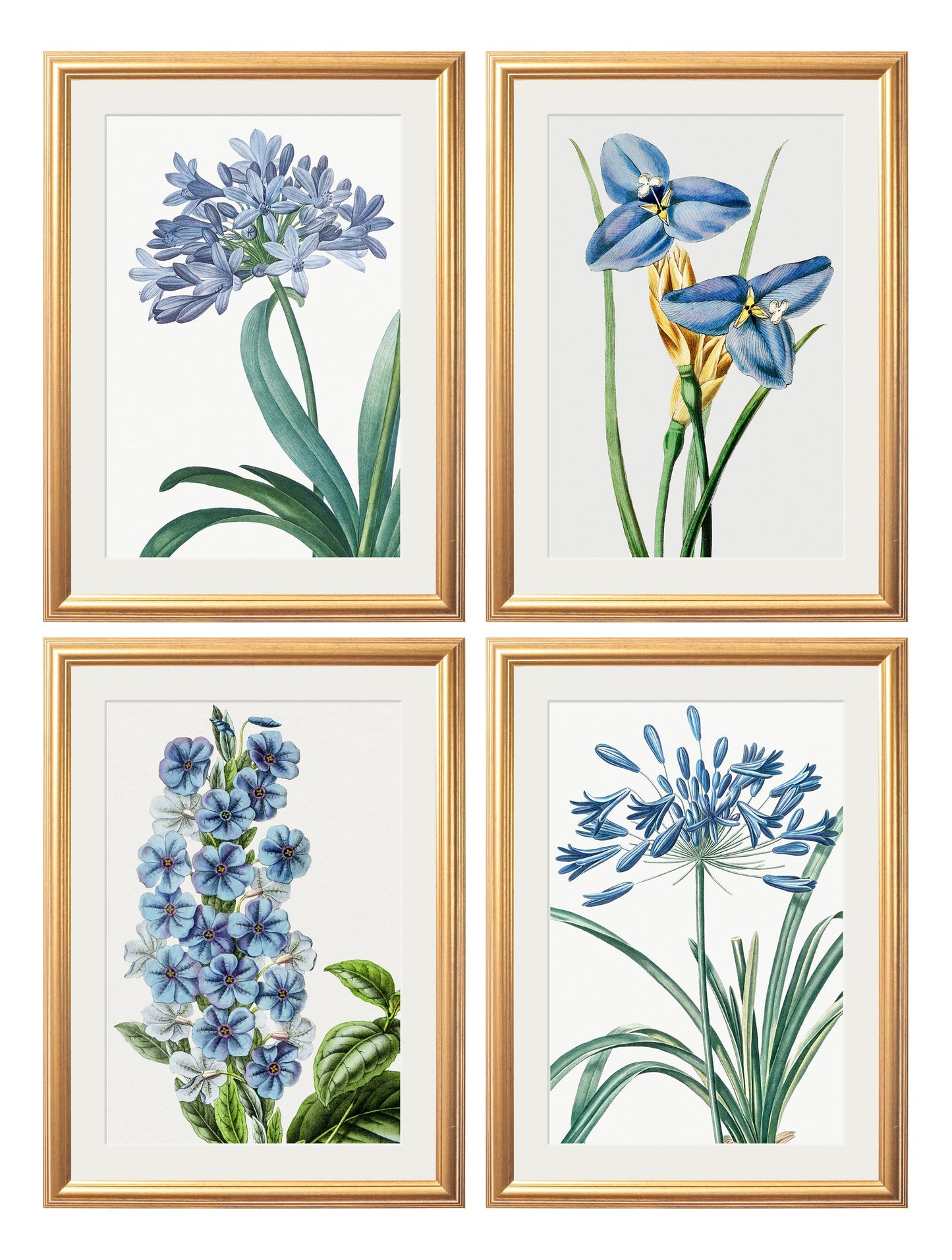 Blue Floral Illustrations Set of 4 Prints