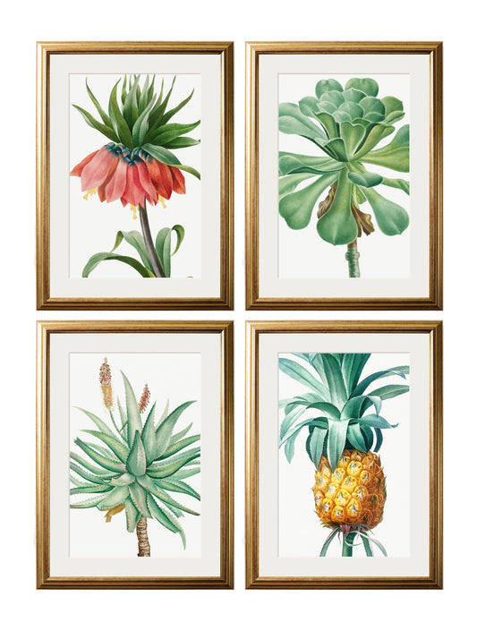 Botanical Nature Illustrations Set of 4 Prints