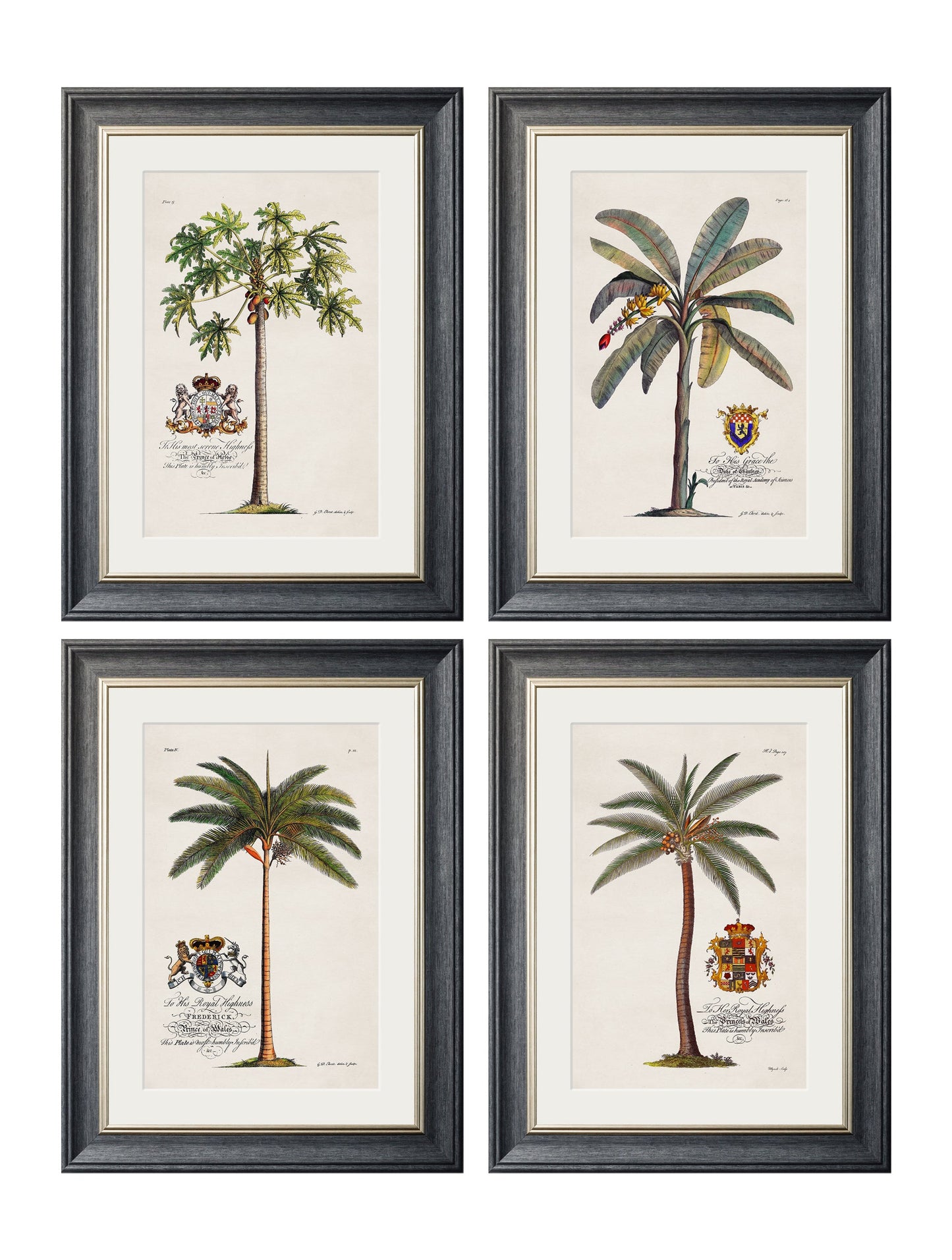 Studies of Palms