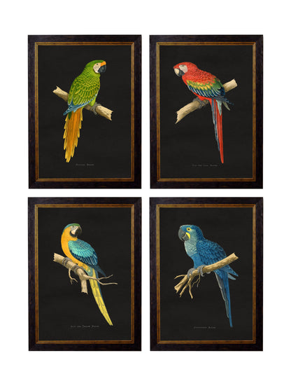 c.1884 Macaws - Dark Background