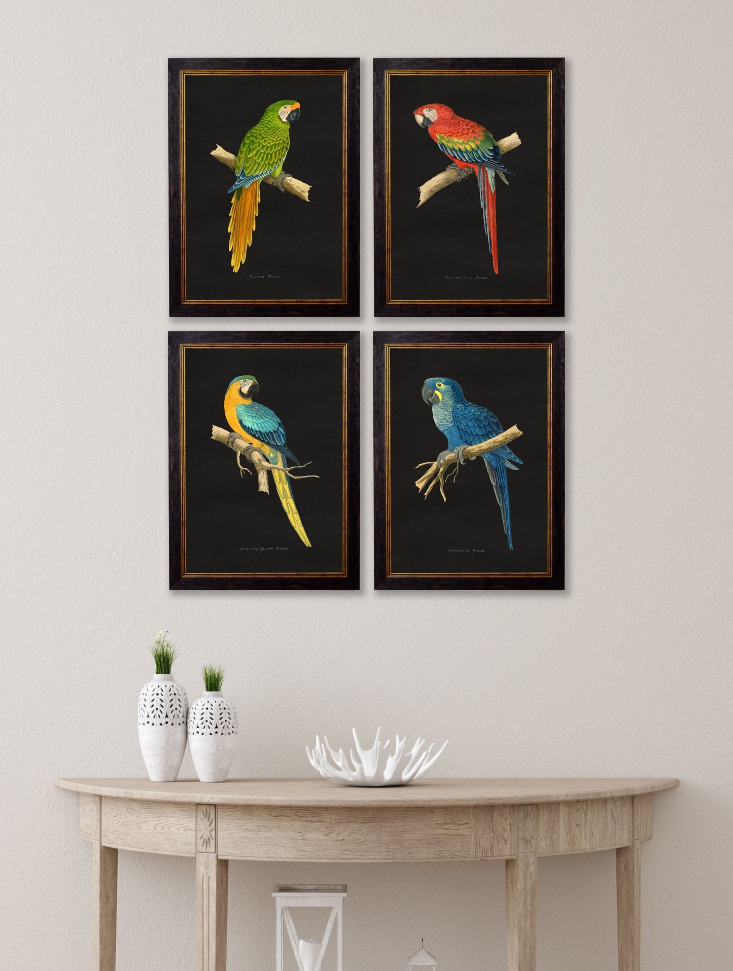 c.1884 Macaws - Dark Background