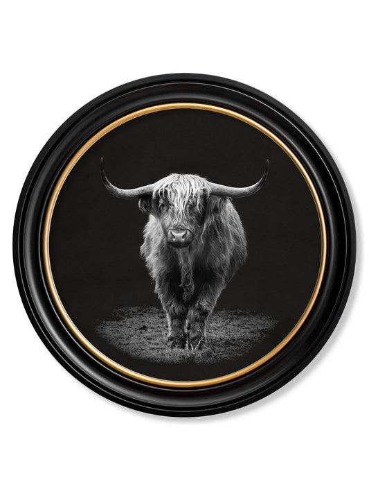 Wildlife Photography - Highland Cow - Round Frame