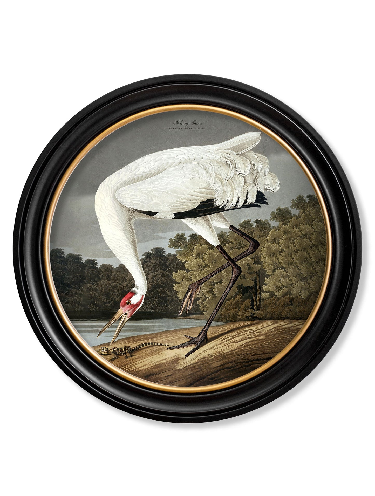 c.1838 Hooping Crane in Round Frame