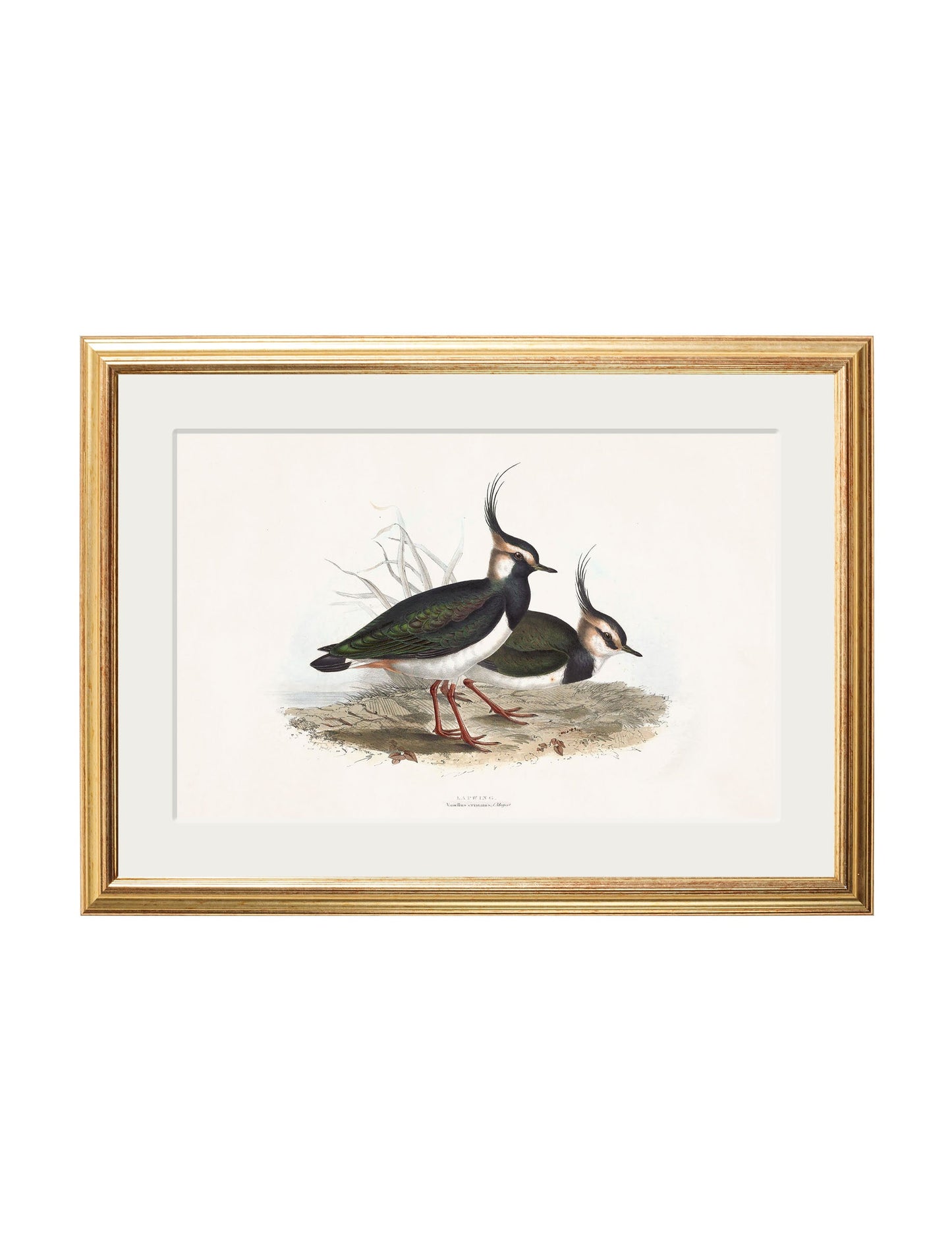 c.1837's British Coastal Birds