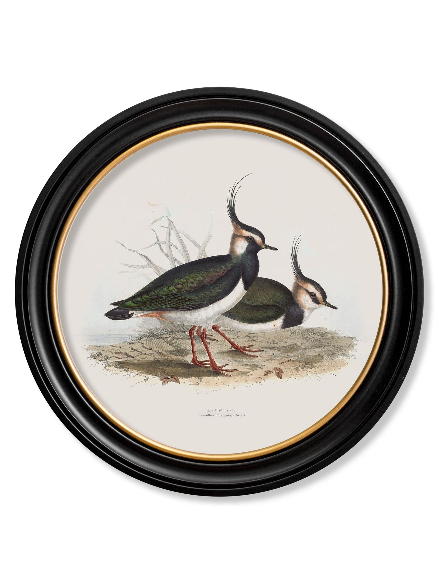 c.1837's British Coastal Birds - Round