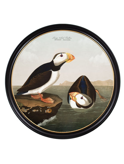 c.1838 Audubon's Puffins - Round Frame