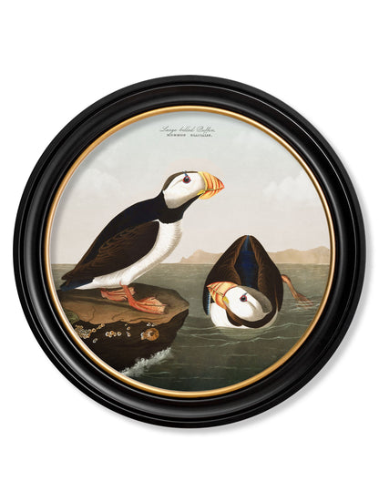 c.1838 Audubon's Puffins - Round Frame