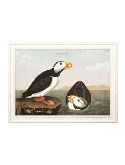 c.1838 Audubon's Puffins