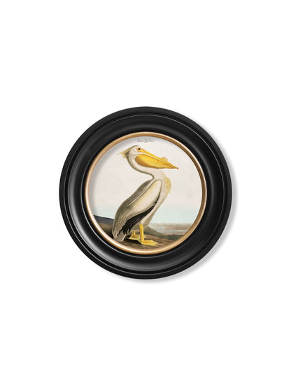 c.1838 Audubon's Pelican - Light - Round Frame