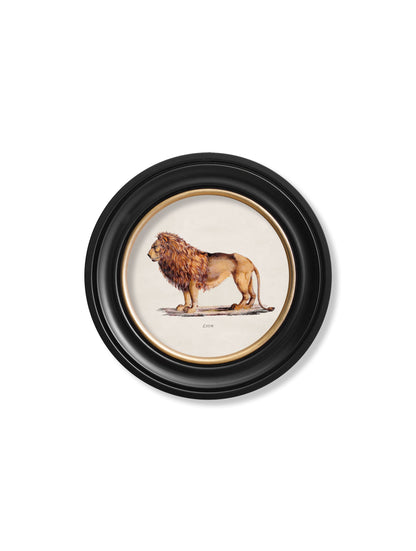 c.1800s Lion & Lioness - Round Frames