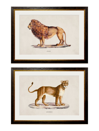 c.1800s Lion and Lioness