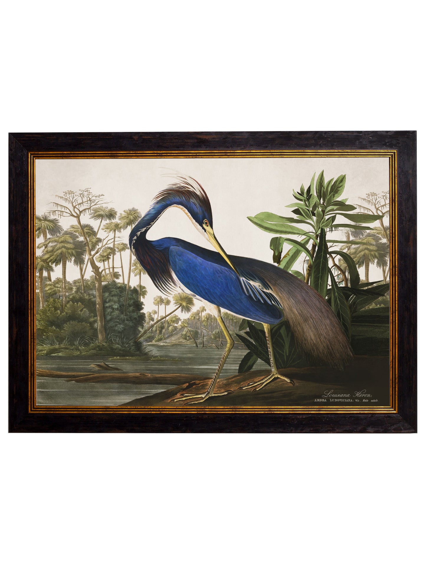 c.1838 Audubon's Herons