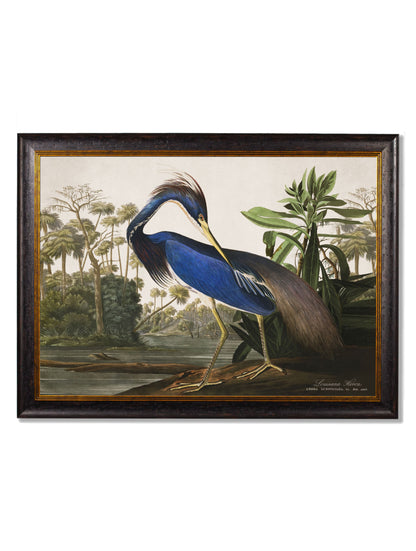 c.1838 Audubon's Herons