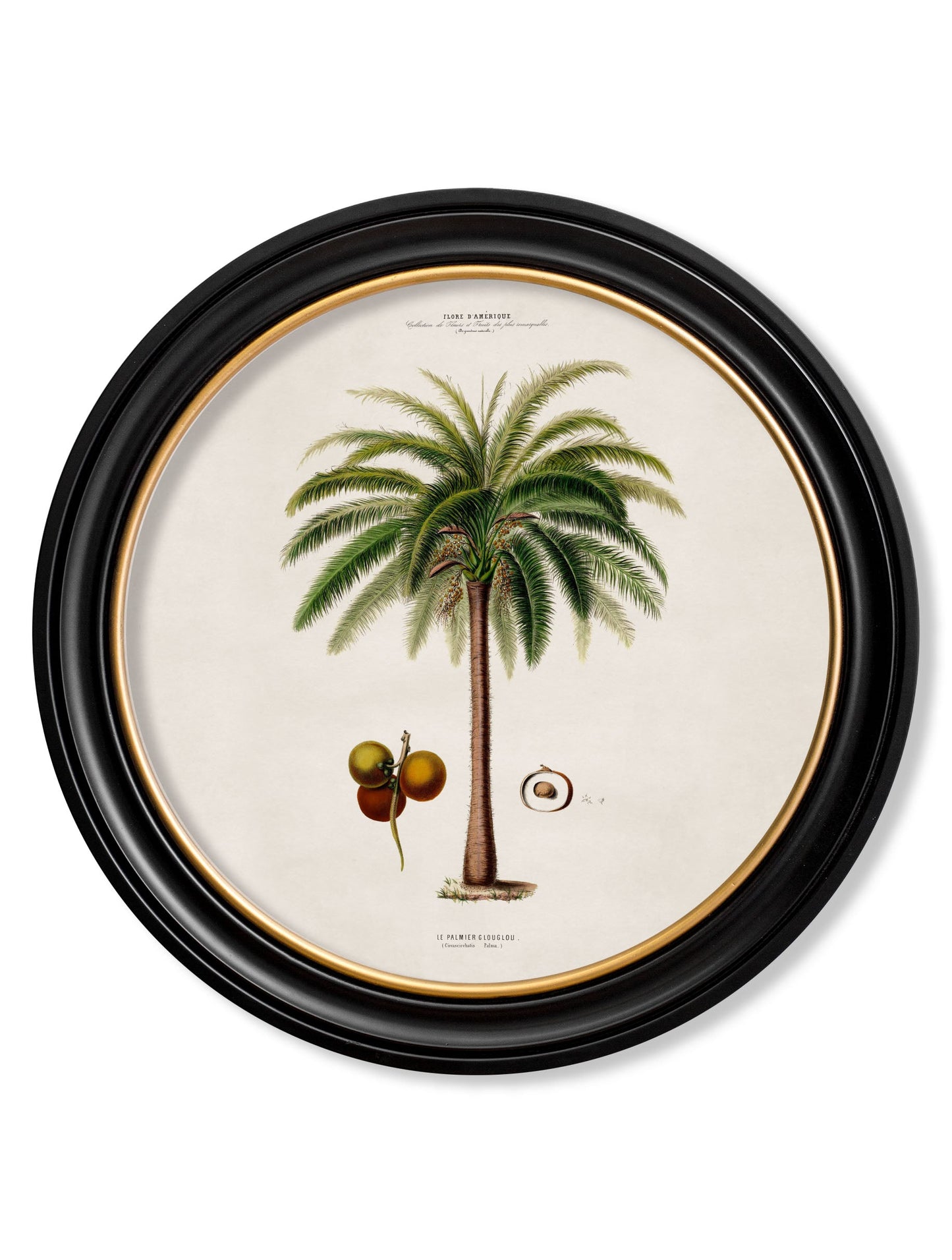 c.1843 Studies of South American Palm Trees in Round Frames