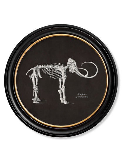 c.1870 Anatomical Skeletons - Dark - Round Frames