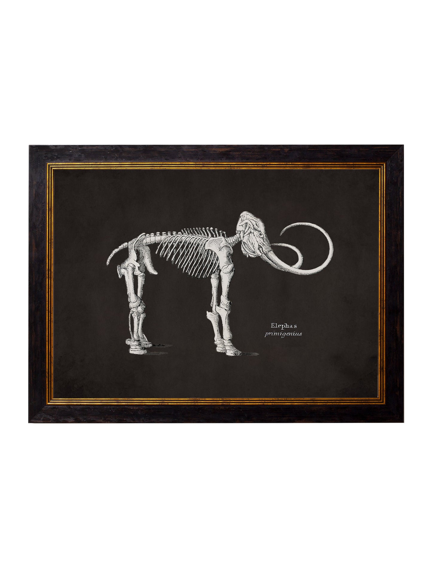 c.1870 Anatomical Skeletons - Dark