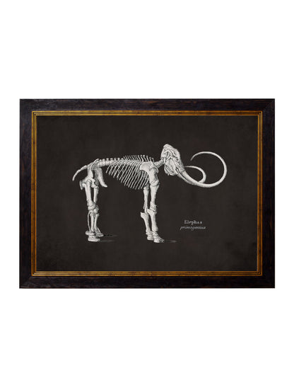 c.1870 Anatomical Skeletons - Dark