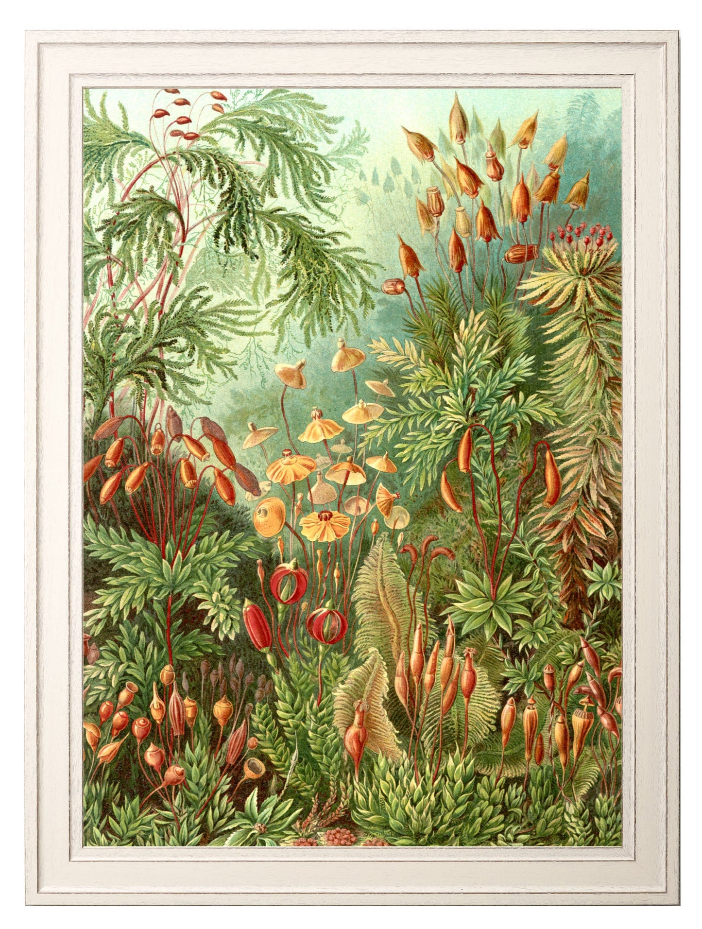 C.1904 Study Of Ferns Print