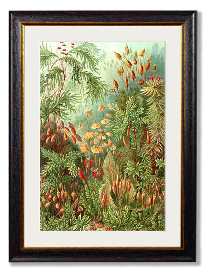 c.1904 Haeckel Flora