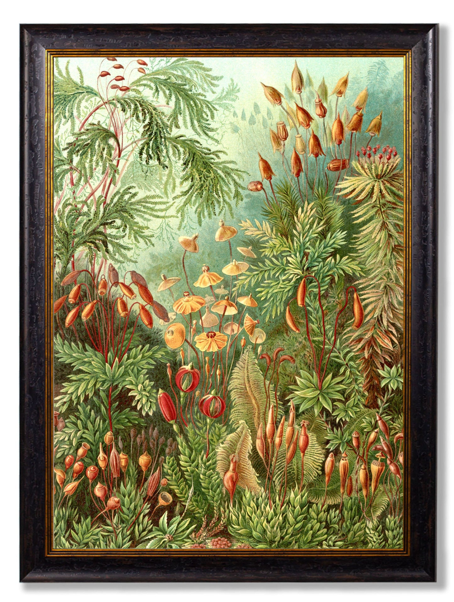 c.1904 Haeckel Flora