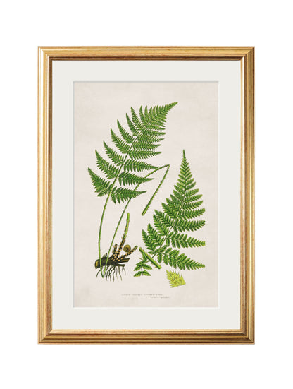 Collection of 6 Ferns