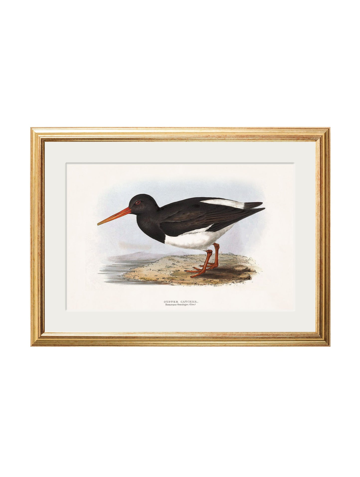 c.1837's British Coastal Birds