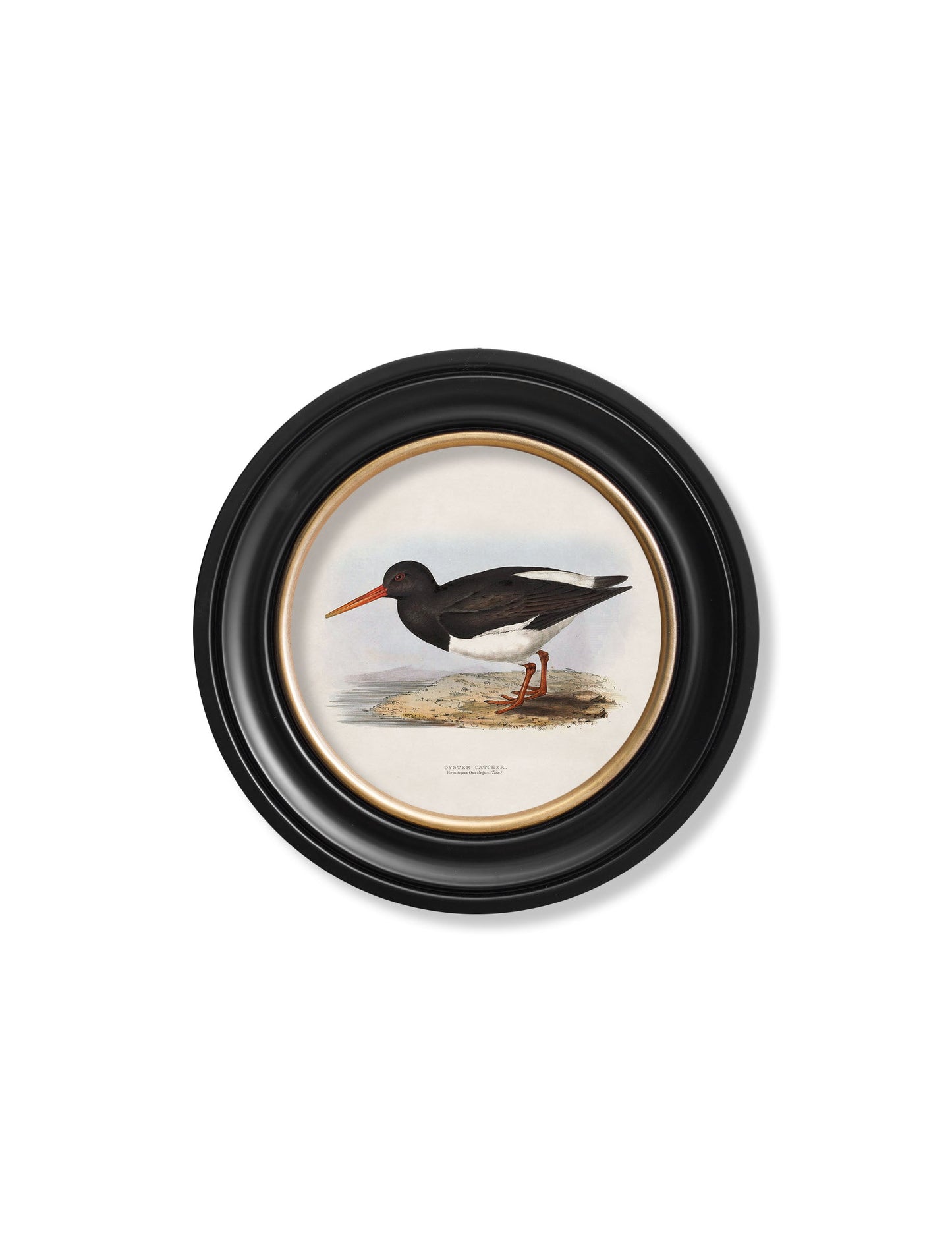 c.1837's British Coastal Birds - Round