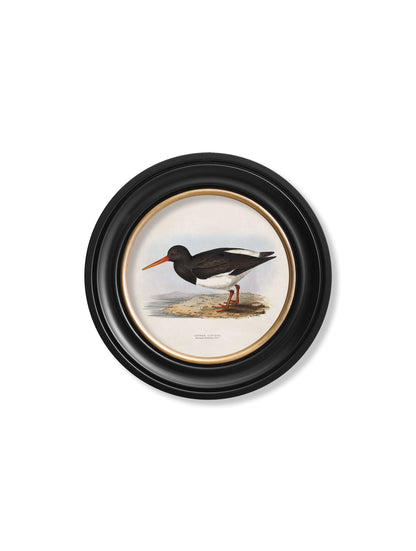 c.1837's British Coastal Birds - Round