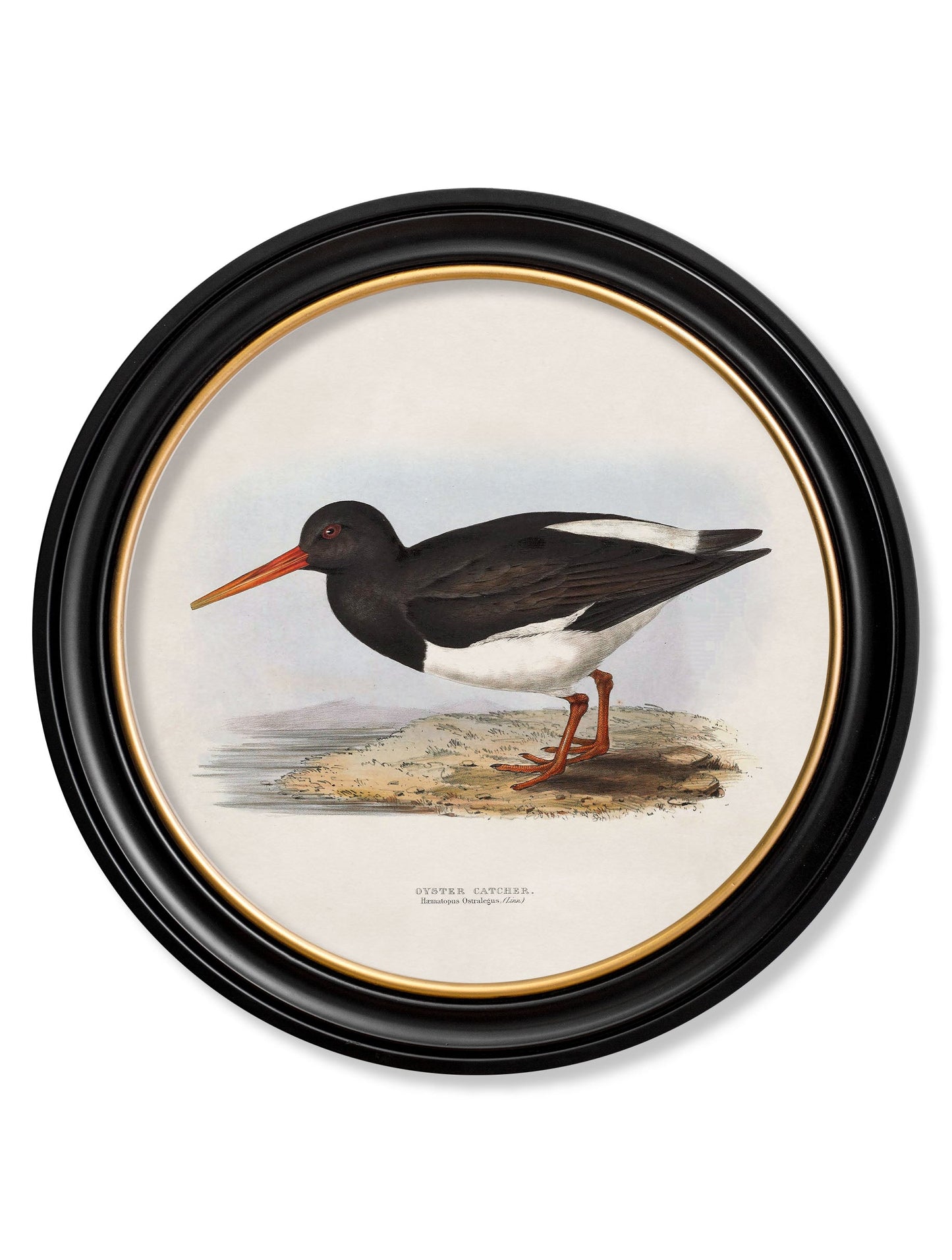 c.1837's British Coastal Birds - Round