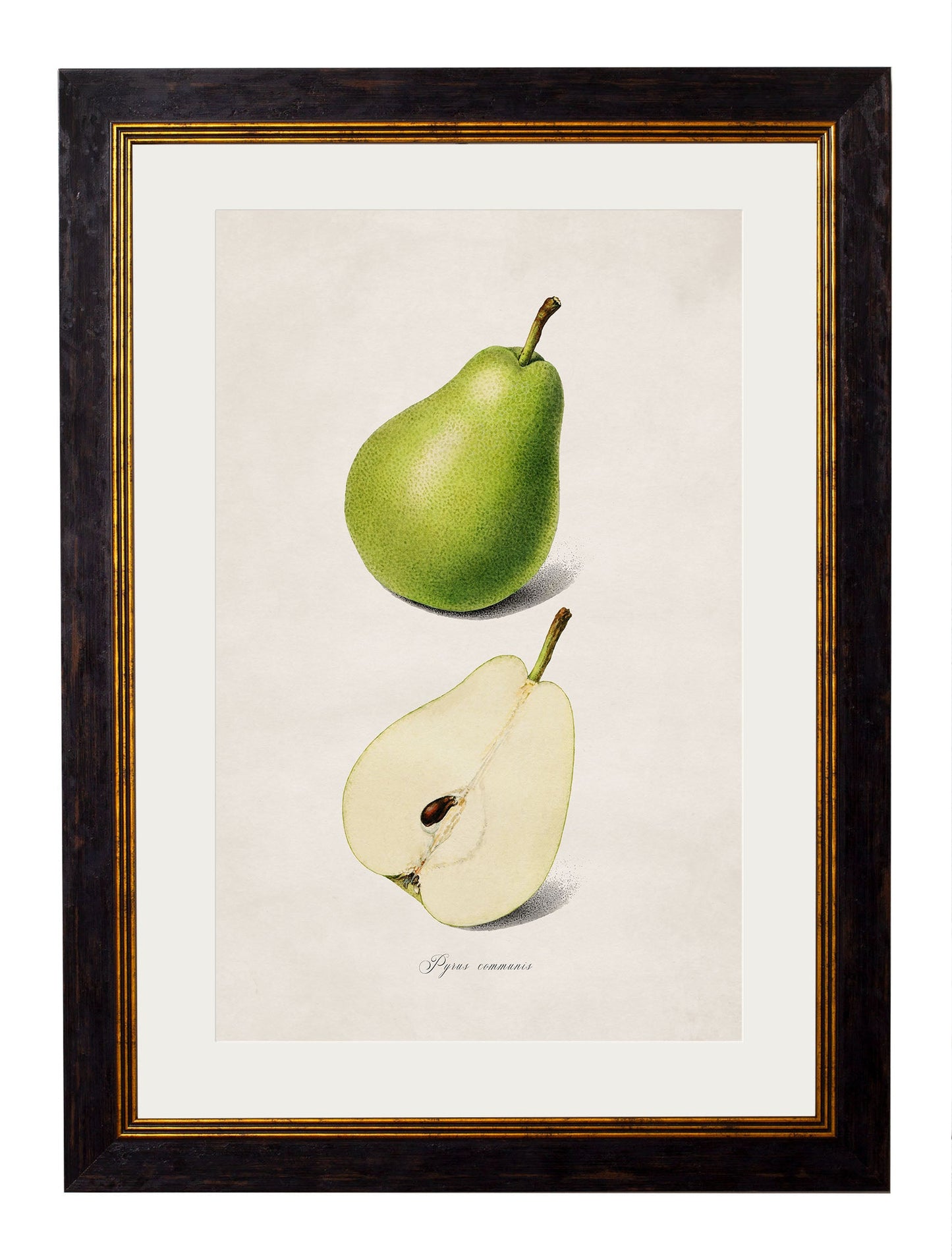 c.1886 Studies of Fruit