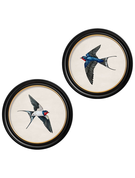 c.1875 Swallows in Round Frames