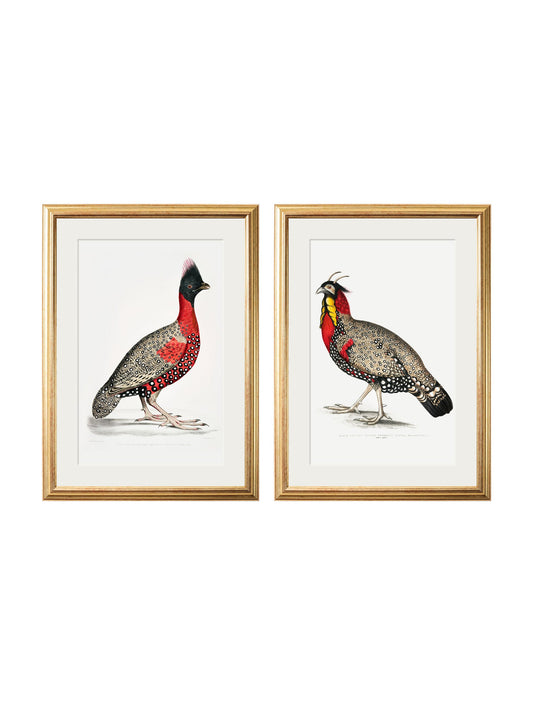 c.1800's Black Headed Pheasants