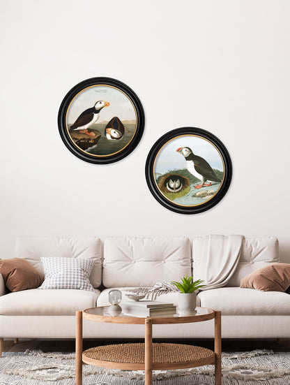 c.1838 Audubon's Puffins - Round Frame