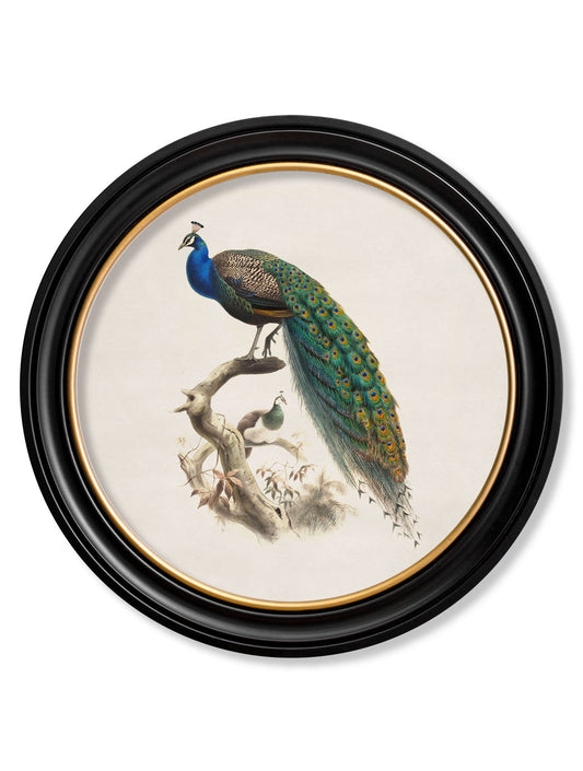 c.1800s Peacock in Round Frame