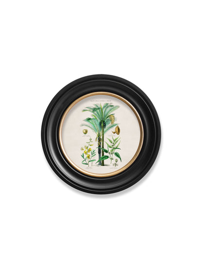 c.1877 Tropical Plants Used as Food and Clothing - Round Frame