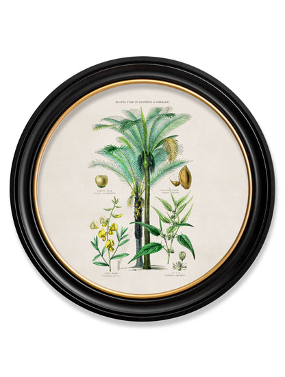 c.1877 Tropical Plants Used as Food and Clothing - Round Frame