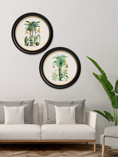 c.1877 Tropical Plants Used as Food and Clothing - Round Frame